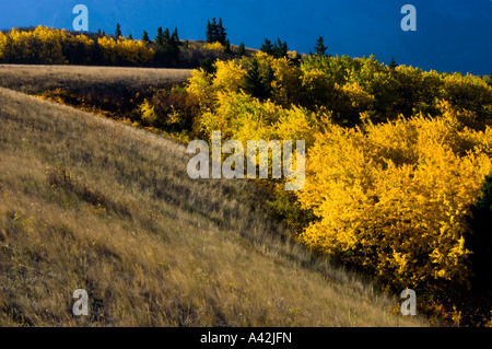 Automne tremble et de fétuque pente en herbe sur la moraine glaciaire, Waterton Lakes National Park, Alberta, Canada Banque D'Images