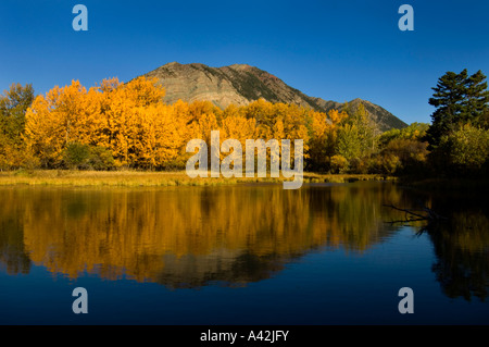 Automne couleur reflète dans l'étang de castors, Waterton Lakes National Park, Alberta, Canada Banque D'Images