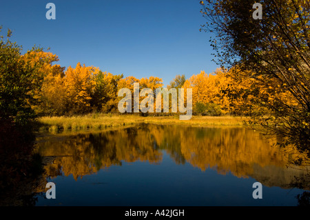 Automne couleur reflète dans l'étang de castors, Waterton Lakes National Park, Alberta, Canada Banque D'Images