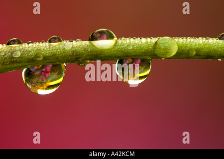 Gouttes de pluie sur la fleur de jardin tige, Grand Sudbury, Ontario Banque D'Images