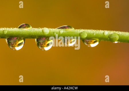 Gouttes de pluie sur la fleur de jardin tige, Grand Sudbury, Ontario Banque D'Images