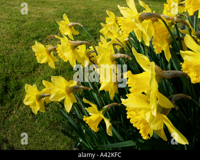 Jonquilles en pleine floraison Banque D'Images