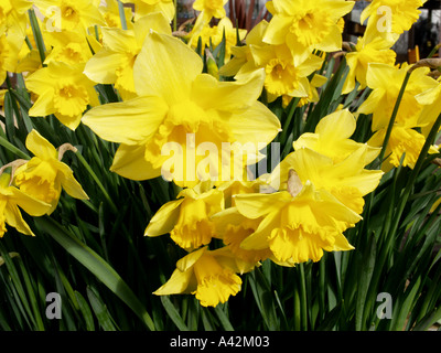 Jonquilles en pleine floraison Banque D'Images