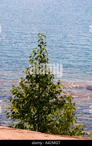 Arbre et l'eau pétillante le long de rives du lac Huron, sur l'île George, Killarney, Ontario, Canada Banque D'Images