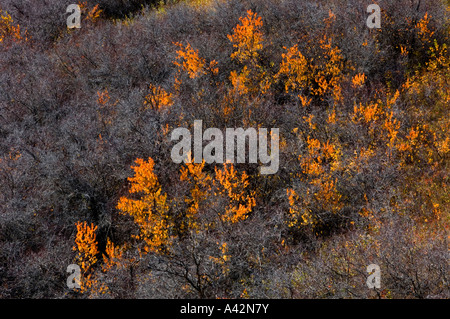 La couleur de l'automne sur les collines du Cyprès, le parc interprovincial Cypress Hills, Alberta, Canada Banque D'Images