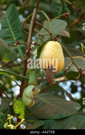 Pomme de cajou Noix cajou Anacardium occidentale centre du Vietnam Viet Nam Asie Banque D'Images