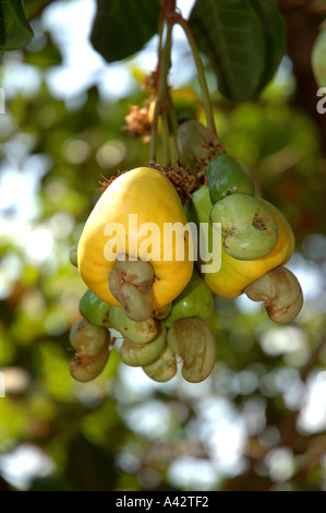 Pomme de cajou Noix cajou Anacardium occidentale centre du Vietnam Viet Nam Asie Banque D'Images