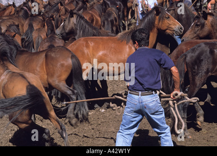 L'homme est d'essayer de capturer un cheval sauvage pendant la célébration appelée RAPA DAS BESTAS en San Cibrao Galice Espagne Banque D'Images