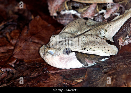 L'Afrique de l'Ouest Gaboon Viper Banque D'Images