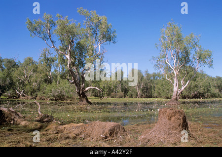 Billabong, Axel Cooinda, Parc National de Kakadu, dans le Nord, l'Australie. Banque D'Images