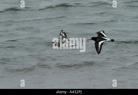 Une paire d'huîtriers Haematopus ostralegus survolant la mer déchaînée Banque D'Images