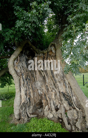 Une ancienne probablement frêne frêne commun Fraxinus excelsior Banque D'Images