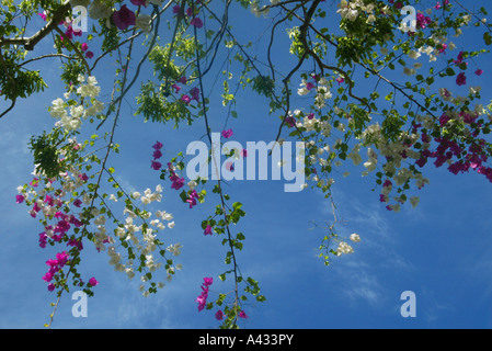 Rose et blanc fleurs de bougainvilliers qui poussent sur le même site contre le 'blue sky' Banque D'Images