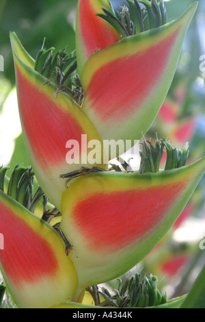 Heliconia arc-en-ciel sauvage croissant dans le Commonwealth de la Dominique dans les Caraïbes. Banque D'Images
