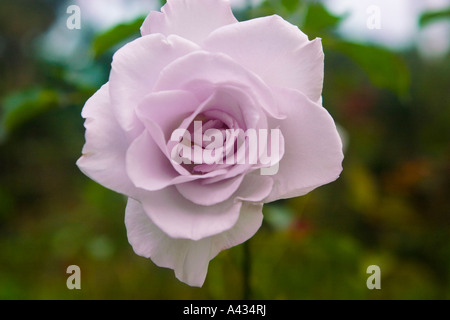 Rose lavande en pleine floraison. Banque D'Images