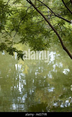 La réflexion de l'eau sur la rivière Thouet, France Banque D'Images