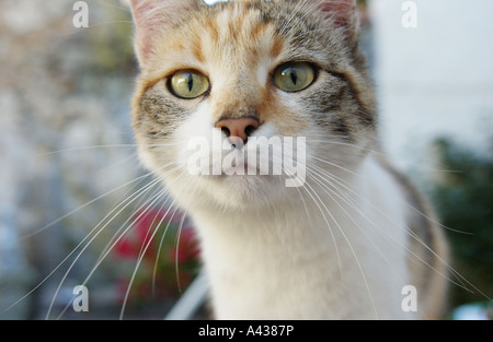 Animaux drôles de tortue cat Banque D'Images