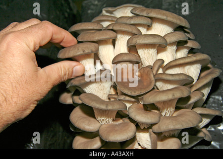 Pleurote Pleurotus ostreatus. Serre à Juneda, Catalogne, Espagne. La production intensive à vendre Banque D'Images