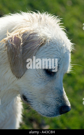 Chien à la recherche vers le bas. Banque D'Images