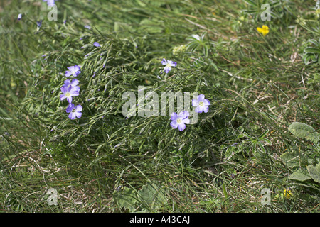 Lin vivace Linum perenne du Parc National du Vercors France Banque D'Images