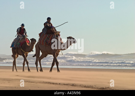 Les chameaux marchant le long de la plage de Sidi Kaouki, près de Essaouira Maroc Olivier Asselin 2005 Banque D'Images