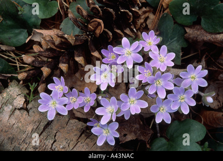 Lobes hepatica ronde cluster sur un sol de la forêt au début du printemps au Michigan Banque D'Images