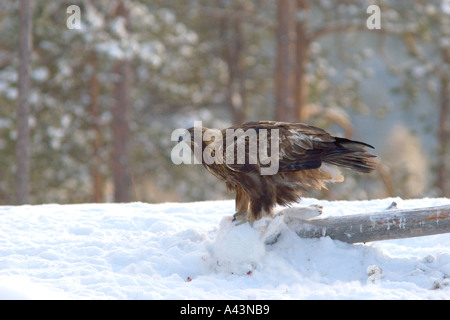 Golden Eagle sur lièvre en Finlande Banque D'Images