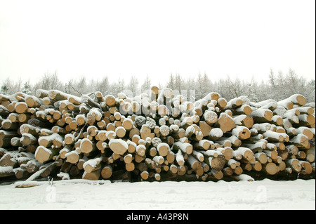 Pile journal dans la forêt couverte de neige Banque D'Images