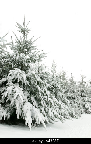 Scène d'hiver de sapins couverts de neige Banque D'Images