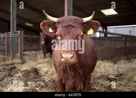 Gros plan du visage de Red Poll La race de bovins provenant de Norfolk et de Suffolk et possède à la fois des qualités de la production laitière et bovine Banque D'Images