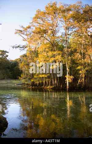 Les feuilles d'automne réfléchir sur la surface de Manatee Springs près de Chiefland, Floride Banque D'Images