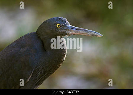 Récif est egret, Ardea sacra, phase obscure, seul profil adultes Banque D'Images