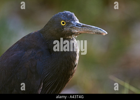Récif est egret, Ardea sacra, phase obscure, seul profil adultes Banque D'Images