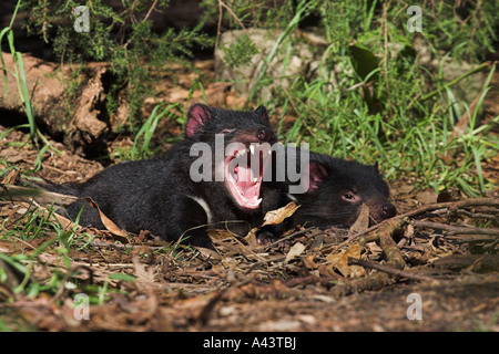 Diable de Tasmanie, sarcophilus harrisi, deux adultes se reposant dans soleil Banque D'Images