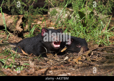 Diable de Tasmanie, sarcophilus harrisi, deux adultes se reposant dans soleil Banque D'Images