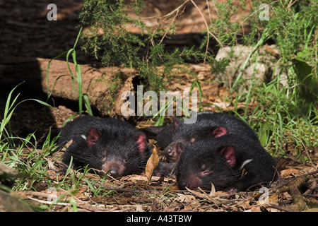 Diable de Tasmanie, sarcophilus harrisi, trois adultes reposant à Sun Banque D'Images