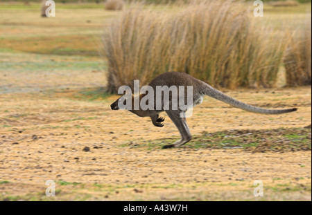 Red-necked wallaby de Bennett, ou, macropus rufogriseus, seul adulte en cours / jumping Banque D'Images