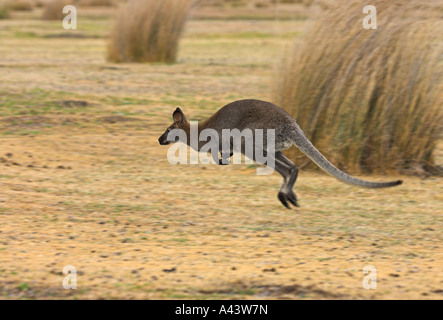 Red-necked wallaby de Bennett, ou, macropus rufogriseus, seul adulte en cours / jumping Banque D'Images