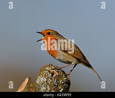Erithacus rubecula aux abords en chanson de printemps de Kent Banque D'Images