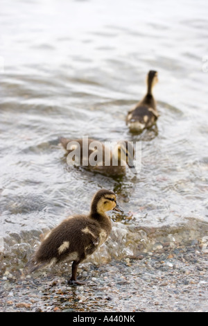 Trois mallard (Anas platyrhynchos) canetons Banque D'Images