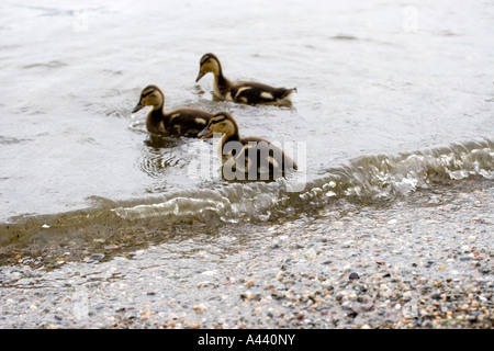 Trois mallard (Anas platyrhynchos) canetons. Banque D'Images