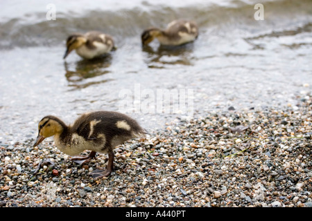 Trois mallard (Anas platyrhynchos) canetons au bord de l'eau. Banque D'Images