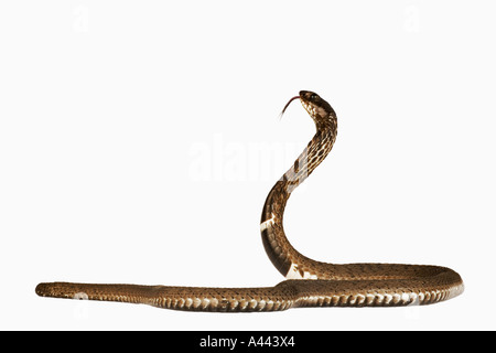 Anneau de Rinkhals Hemachatus haemachatus Cobra crachant à col sud-africain typique que serpent faux la mort comme défense secondaire Banque D'Images