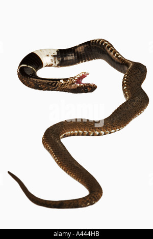 Anneau de Rinkhals Hemachatus haemachatus Cobra crachant à col sud-africain typique que serpent faux la mort comme défense secondaire Banque D'Images