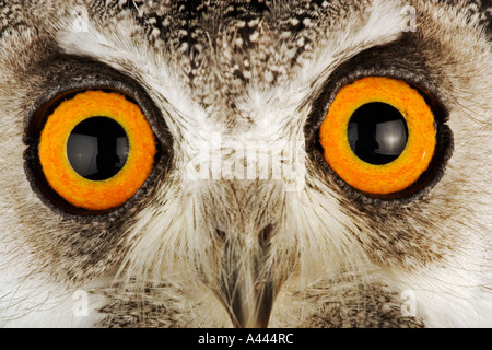 Southern White Owl Ptilopsis granti face oiseau nocturne de taille moyenne, avec des touffes de l'oreille. On trouve dans le sud de l'Afrique Banque D'Images