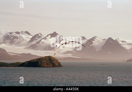 L'Albatros errant, l'oiseau avec la plus grande envergure survolant l'île de Prion, la Géorgie du Sud, l'Atlantique Sud. Banque D'Images