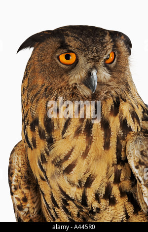 Owl Bubo bubo Grand Le plus grand et le plus puissant d'Amérique en Europe le plus connu pour les yeux jaune Banque D'Images