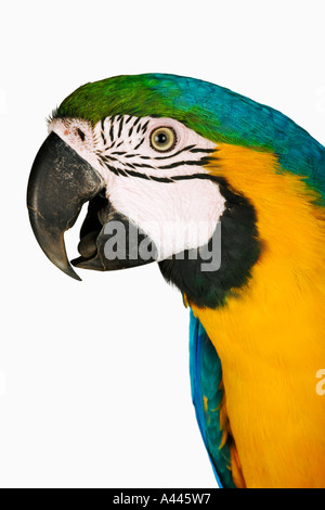 Ara bleu et jaune Ara ararauna grand colouful oiseaux avec une longue queue en groupe. Vulnarable Banque D'Images