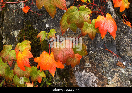 Feuilles d'érable contre Douglas douche de pluie au cours de granit Banque D'Images