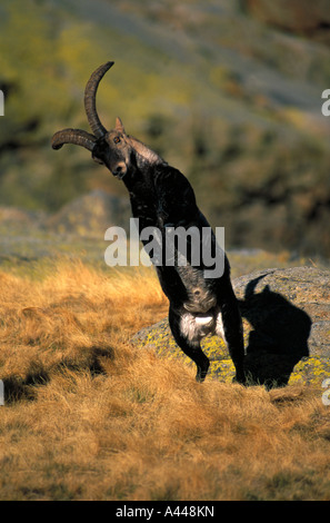 L'espagnol Ibex Capra pyrenaica victoriae mâles en rut la lutte contre l'Espagne l'UICN vulnérable Banque D'Images